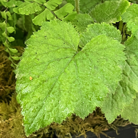 Tolmiea menziesii